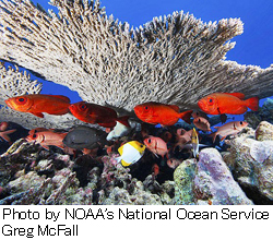 Photo by NOAA's National Ocean Service Greg McFall