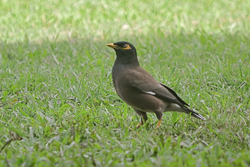 ハワイ便り 第60回 モアナルア ガーデンを訪れる鳥たち 16年1月5日掲載 日立の樹オンライン