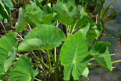 ハワイ便り 第66回 モアナルア ガーデンにあるタロイモの池 16年5月11日掲載 日立の樹オンライン
