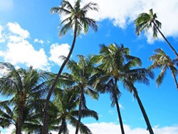 ハワイ便り 第回 ワイキキの美しい風景に欠かせないヤシの木の秘密 17年10月10日掲載 日立の樹オンライン