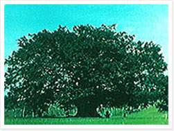 画像：バニヤンツリーの写真