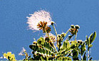 画像：モンキーポッドの花の写真